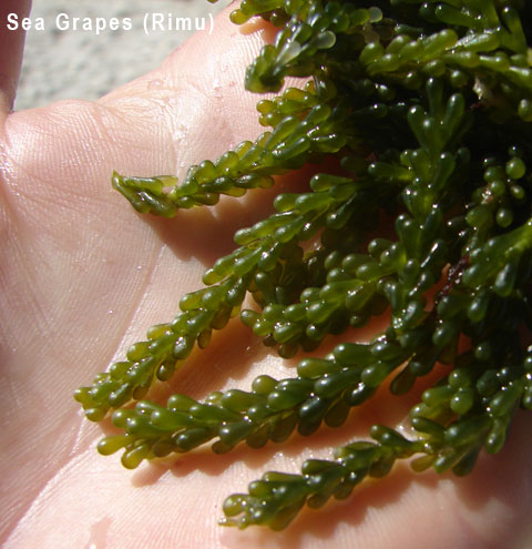 rimu cook island food