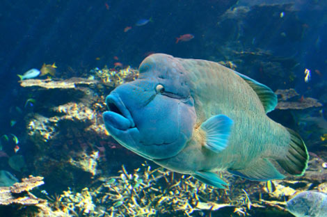 humped headed maorri wrasse