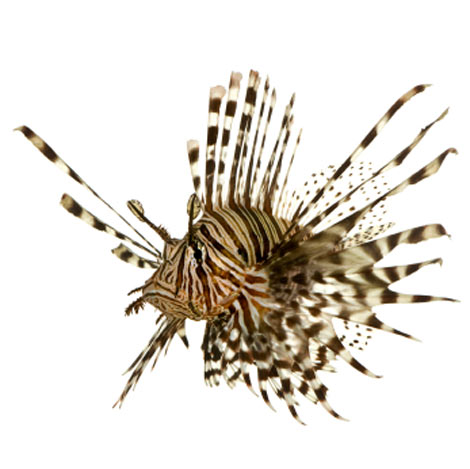 photo lion fish